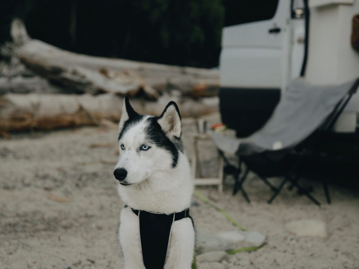 Voyager avec son animal en van : le guide pratique